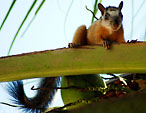 Hörnchen auf Kokospalme