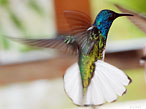 Hummingbird Costa Rica