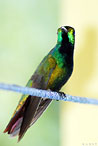 Kolibri Foto Costa Rica