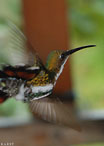 Kolibri im Flug. Foto